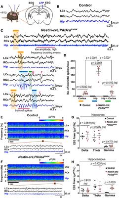 Non-synaptic Cell-Autonomous Mechanisms Underlie Neuronal Hyperactivity in a Genetic Model of PIK3CA-Driven Intractable Epilepsy